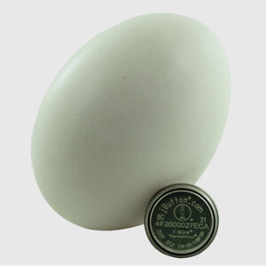 DS1921H Thermochron with White Egg Behind it