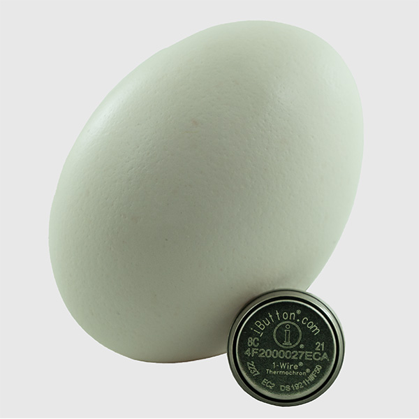 DS1921H Thermochron with White Egg Behind it