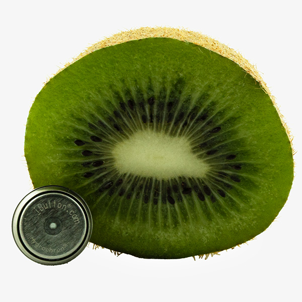 DS1923 Hygrochron iButton in front of a cut kiwi